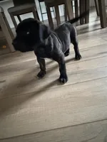 Vixen , a female Perro de Presa Canario for sale in Rancho Cucamonga, CA – 1 of 4