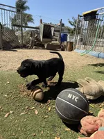 Missy , a female Perro de Presa Canario for sale in Rancho Cucamonga, CA – 2 of 2