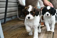 Lilly, a female Cavapoo for sale in Bella Vista, AR – 5 of 8