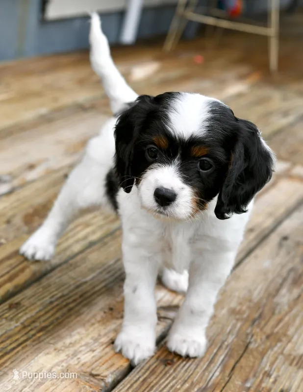 Winnie – Cavapoo puppy for sale in Bella Vista, AR