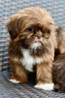 Lola, a female Shih Tzu for sale in Bella Vista, AR – 4 of 7