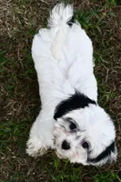 Bandit , a male Cavapoo for sale in Bella Vista, AR – 6 of 10