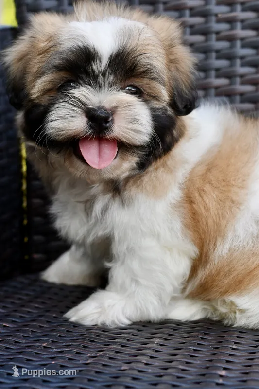 Gizmo – Shih Tzu puppy for sale in Bella Vista, AR