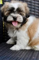 Gizmo, a male Shih Tzu for sale in Bella Vista, AR – 8 of 10