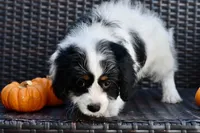 Sydney, a female Cavapoo for sale in Bella Vista, AR – 8 of 10