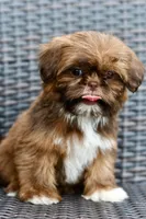 Lola, a female Shih Tzu for sale in Bella Vista, AR – 7 of 7
