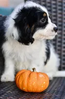 Sydney, a female Cavapoo for sale in Bella Vista, AR – 3 of 10