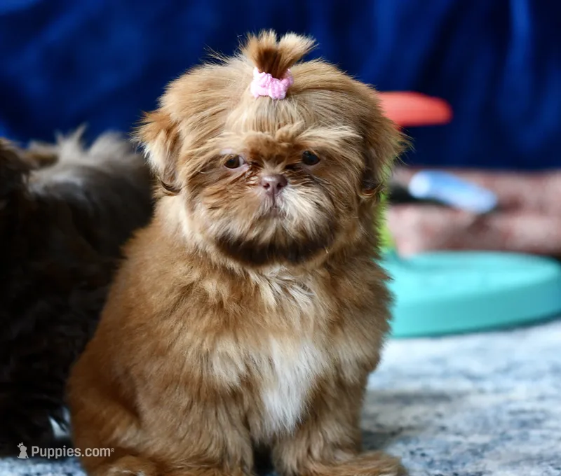 Rosey  – Shih Tzu puppy for sale in Bella Vista, AR