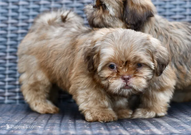 Teddy – Shih Tzu puppy for sale in Bella Vista, AR