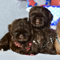 Tootsie, a female Shih Tzu for sale in Bella Vista, AR – 3 of 4