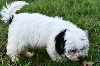 Bandit , a male Cavapoo for sale in Bella Vista, AR – 5 of 10