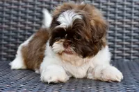 Lucy, a female Shih Tzu for sale in Bella Vista, AR – 5 of 9