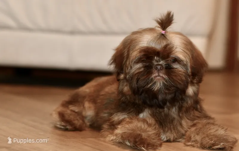 Peaches – Shih Tzu puppy for sale in Bella Vista, AR