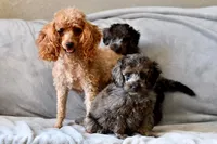 Izzy, a female Poodle - Toy  for sale in Bella Vista, AR – 10 of 10
