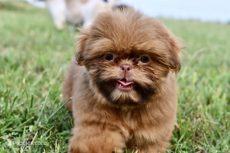Rosey  – Shih Tzu puppy for sale in Bella Vista, AR