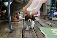 Penny, a female Cavapoo for sale in Bella Vista, AR – 4 of 9