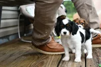 Winnie, a female Cavapoo for sale in Bella Vista, AR – 1 of 9