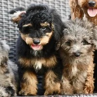Milo, a male Poodle - Toy  for sale in Bella Vista, AR – 2 of 10