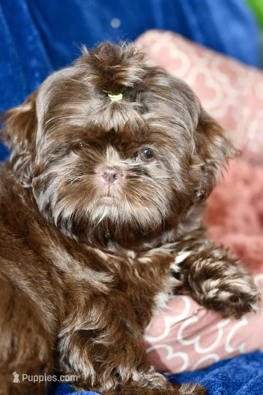Cocoa  – Shih Tzu puppy for sale in Bella Vista, AR