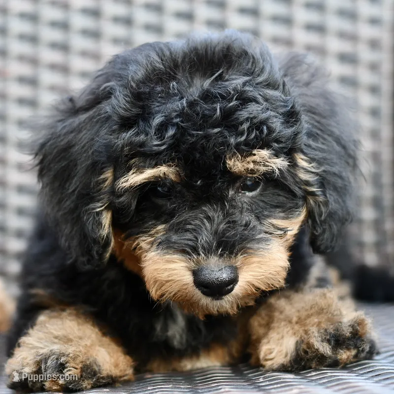 Milo – Poodle - Toy  puppy for sale in Bella Vista, AR