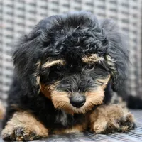 Milo, a male Poodle - Toy  for sale in Bella Vista, AR – 1 of 10