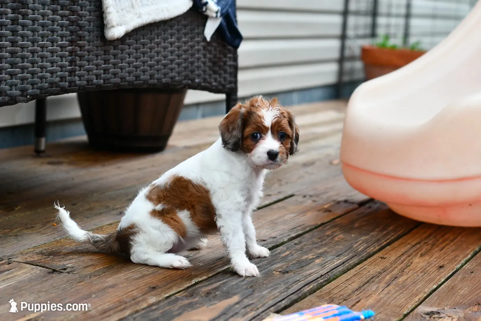 Ginger, a female Cavapoo for sale in Bella Vista, AR – 2 of 7