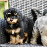 Milo, a male Poodle - Toy  for sale in Bella Vista, AR – 5 of 10