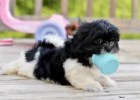 Jack, a male Shih Tzu for sale in Bella Vista, AR – 3 of 10