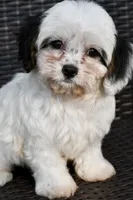 Bandit 3lbs, a male Cavapoo for sale in Bella Vista, AR – 6 of 10