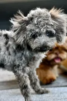 Penny, a female Poodle - Toy  for sale in Bella Vista, AR – 4 of 10