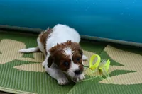 Ginger, a female Cavapoo for sale in Bella Vista, AR – 7 of 7