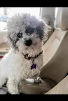 Penny, a female Poodle - Toy  for sale in Bella Vista, AR – 9 of 10