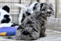 Luna, a female Cavapoo for sale in Bella Vista, AR – 5 of 10