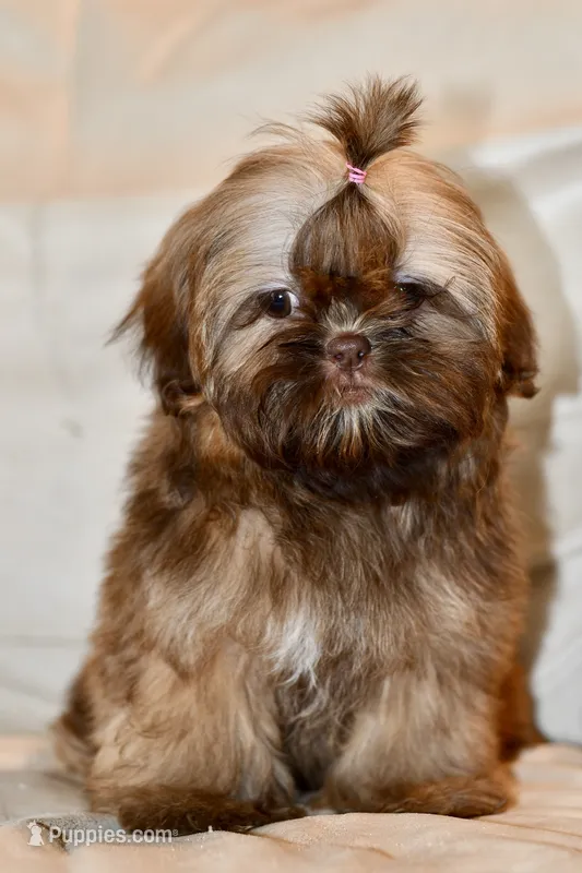 Peaches – Shih Tzu puppy for sale in Bella Vista, AR