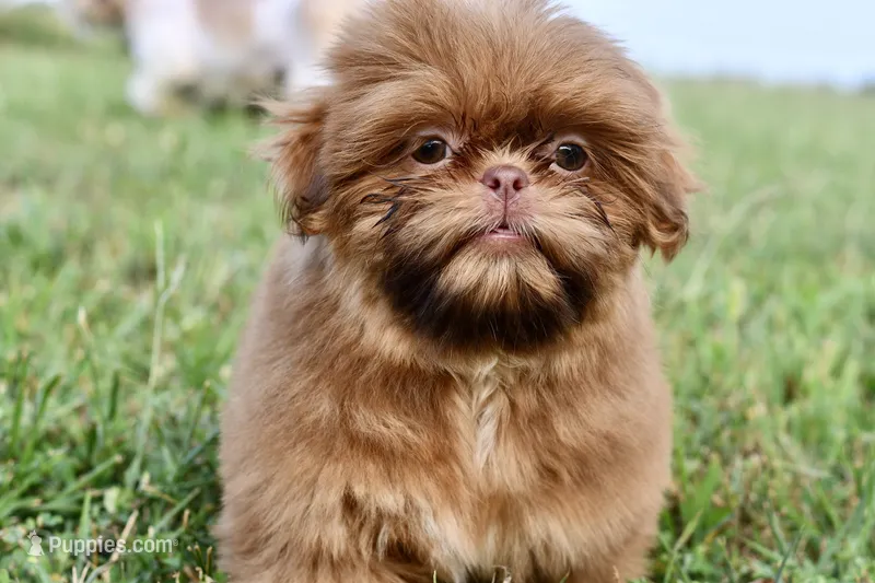 Rosey  – Shih Tzu puppy for sale in Bella Vista, AR