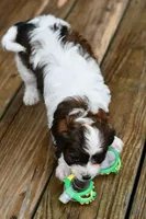 Lilly, a female Cavapoo for sale in Bella Vista, AR – 3 of 8