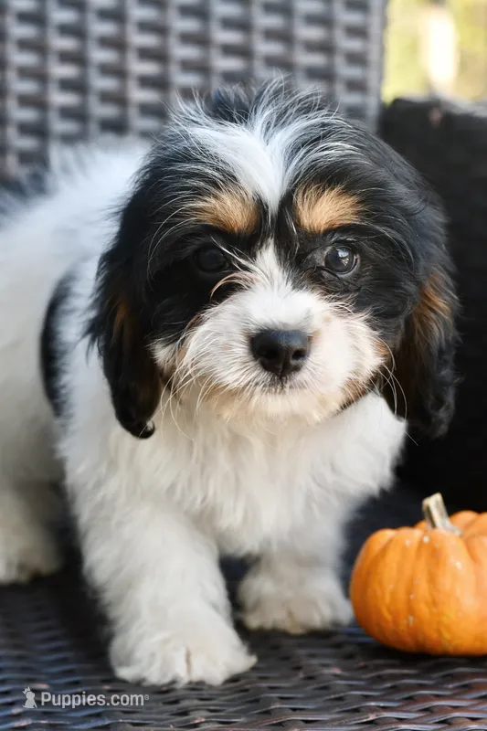 Charlie – Cavapoo puppy for sale in Bella Vista, AR