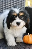 Charlie, a female Cavapoo for sale in Bella Vista, AR – 4 of 10