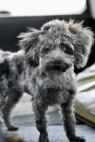 Penny, a female Poodle - Toy  for sale in Bella Vista, AR – 5 of 10