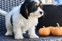 Charlie, a female Cavapoo for sale in Bella Vista, AR – 3 of 10