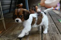 Penny, a female Cavapoo for sale in Bella Vista, AR – 7 of 9