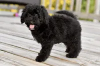 Sam, a male Poodle - Toy  for sale in Bella Vista, AR – 2 of 10