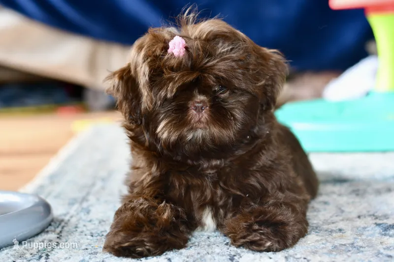 Cocoa  – Shih Tzu puppy for sale in Bella Vista, AR