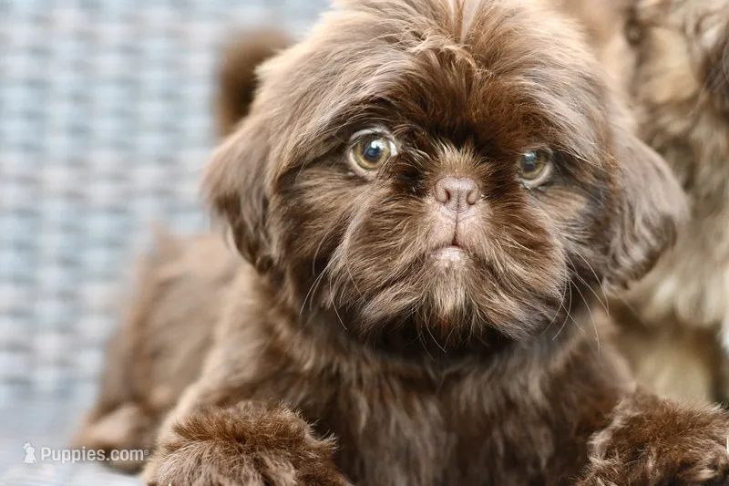 Poppy – Shih Tzu puppy for sale in Bella Vista, AR