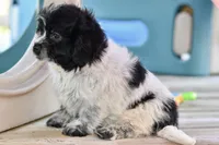 Pepper, a female Cavapoo for sale in Bella Vista, AR – 4 of 10