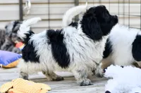 Pepper, a female Cavapoo for sale in Bella Vista, AR – 8 of 10