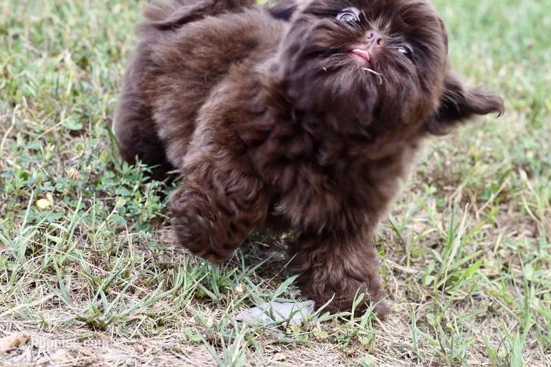 Tootsie – Shih Tzu puppy for sale in Bella Vista, AR