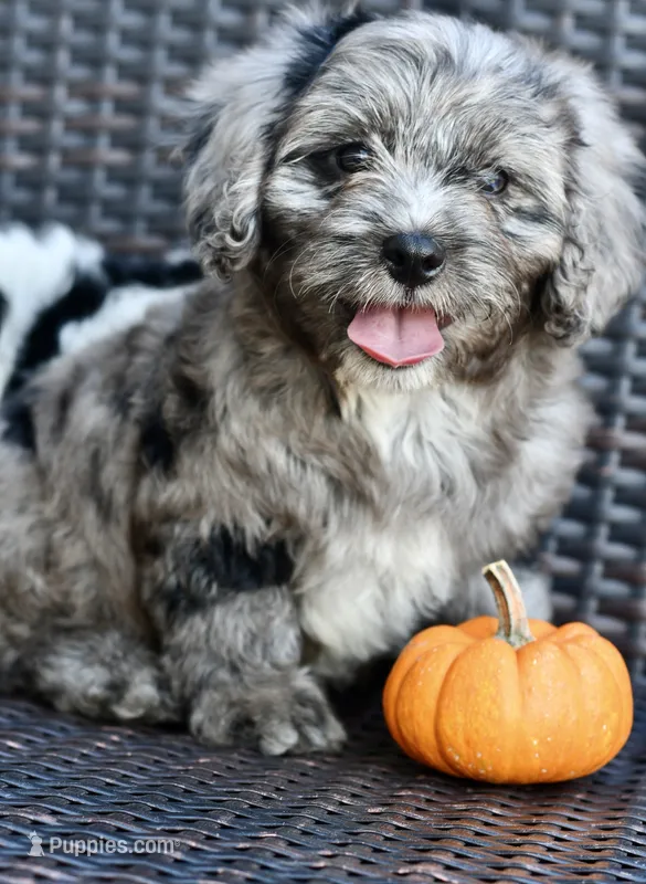 Luna – Cavapoo puppy for sale in Bella Vista, AR