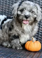 Luna, a female Cavapoo for sale in Bella Vista, AR – 6 of 10