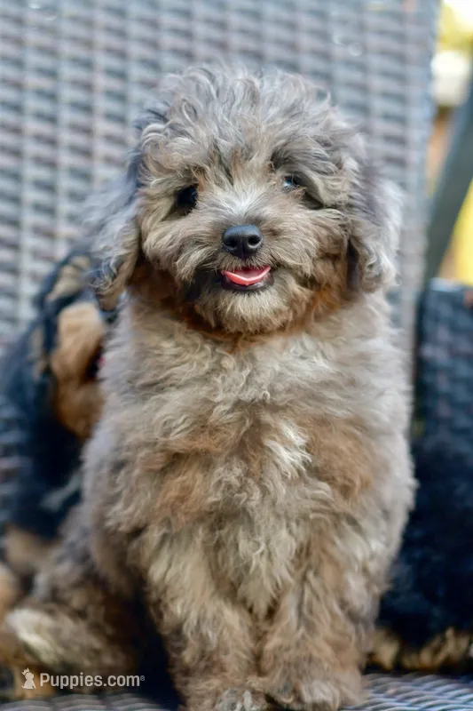 Penny – Poodle - Toy  puppy for sale in Bella Vista, AR